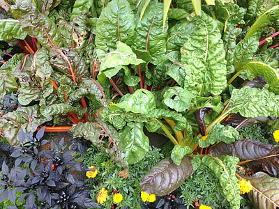 plantes, verdures, jardí