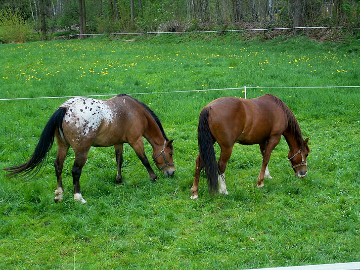 cavalls, marró, pasturar, les pastures, verd, natura