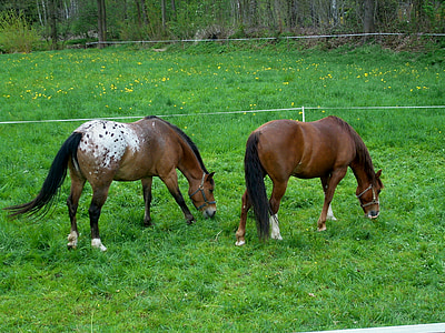 arkliai, rudos spalvos, ganosi, ganyklos, žalia, Gamta
