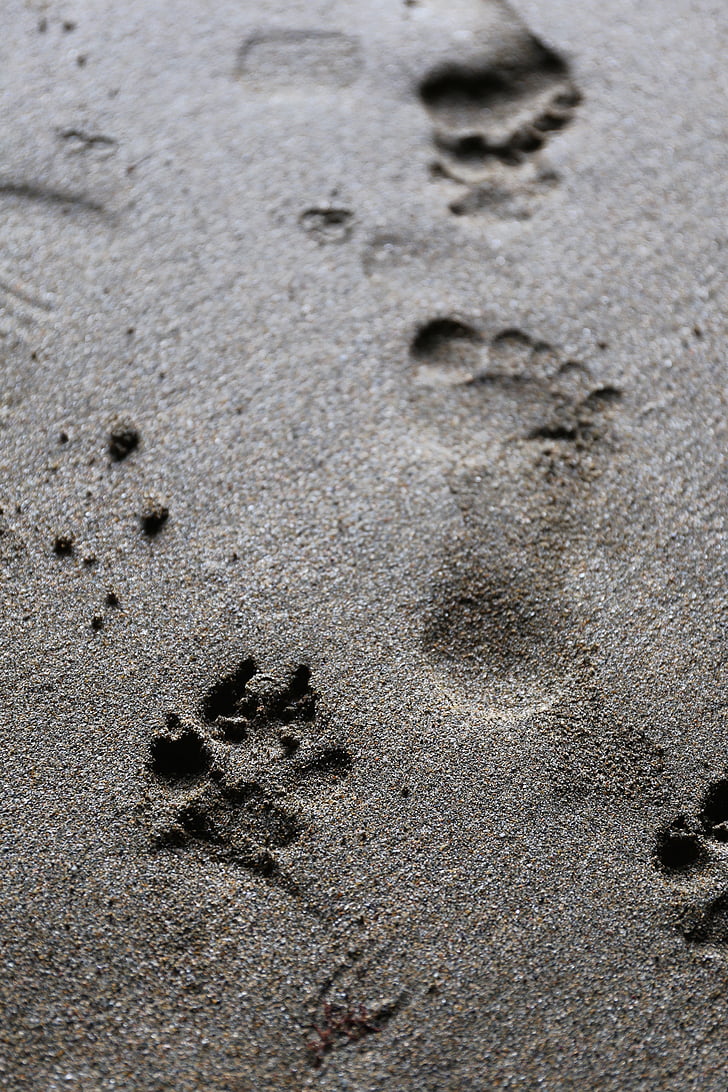 footprint, dog, paw, animal, foot, print, pet