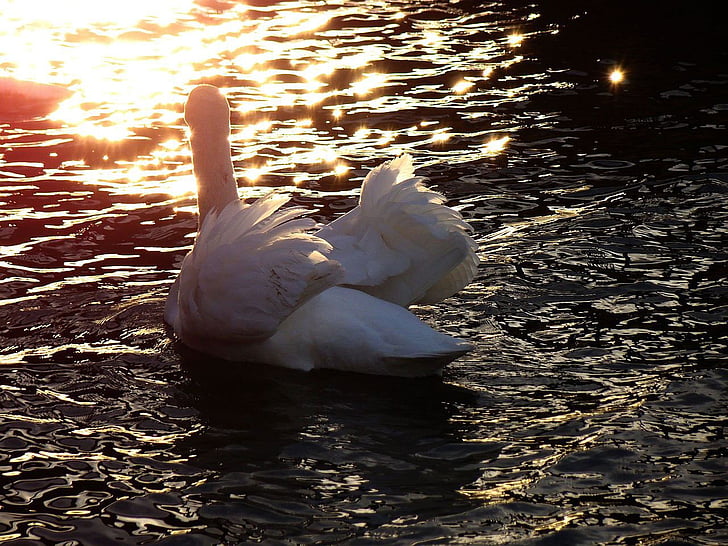 animal, bird, swan, lake, wave, light, reflection