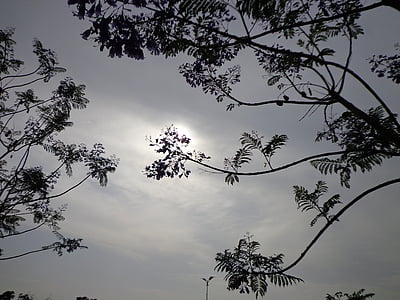 sun, sunshine, trees, branches, sky, clouds, outdoors
