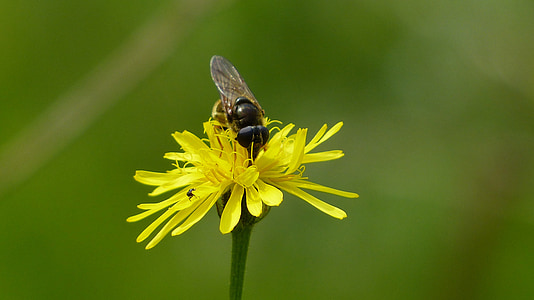 Allgäu, Альпийский цветок, hawkweed лес, насекомое, Блоссом, Блум, желтый