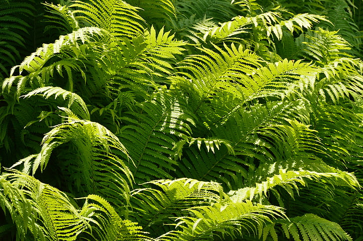 ferns, green stuff, sunbeam, fruitful, lush, growth, full