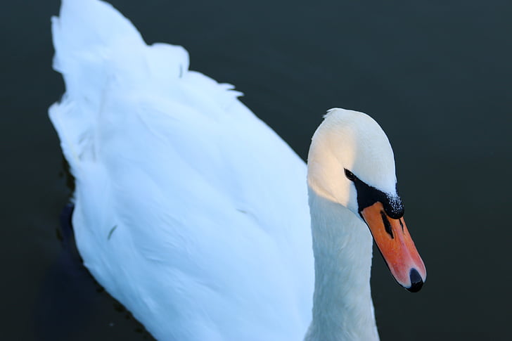 Swan, alb, pasăre, Lacul, apa, animale, faunei sălbatice