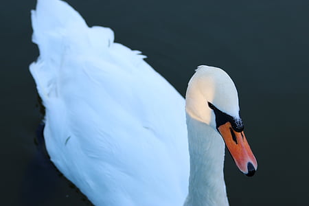 Swan, vit, fågel, sjön, vatten, djur, vilda djur