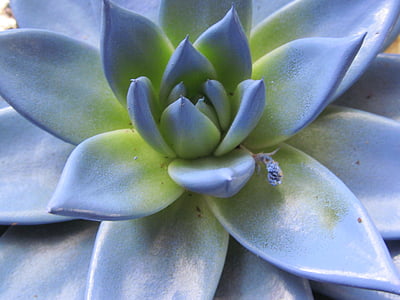Echeveria, flor azul, flor, floración, azul, flor, planta azul