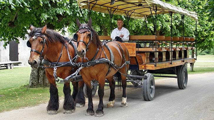 horse-drawn carriage, horse, horses, chambord