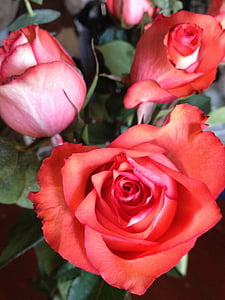 rozen, liefde, rood, romantische, boeket, bloem, romantiek