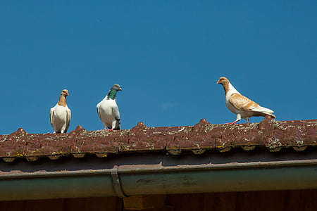 鸽子, 鸟, 羽毛, 羽毛, 屋顶, 动物, 野生动物