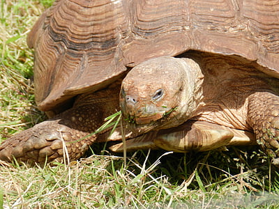 tortoise, reptile, animal, wildlife, nature, slow, protected