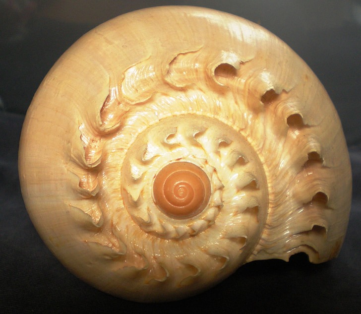 Shell, spiral, væsen