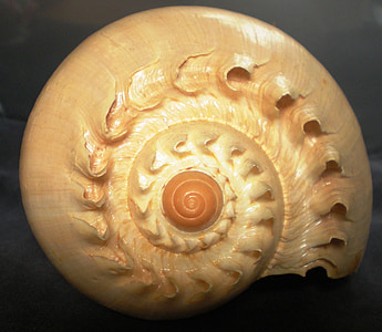 Shell, spiraal, olend