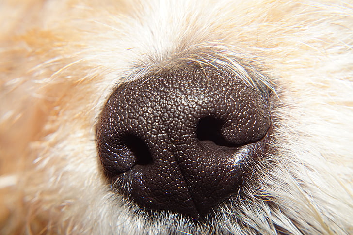 psie hlavy, nos, vôňa, lebka, nosovej dierky