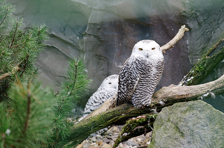 owl, snowy owl, branch, bird, white, enclosure, animal
