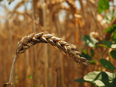auss, kvieši, graudaugi, graudu, lauks, kviešu lauks, kukurūzas laukā