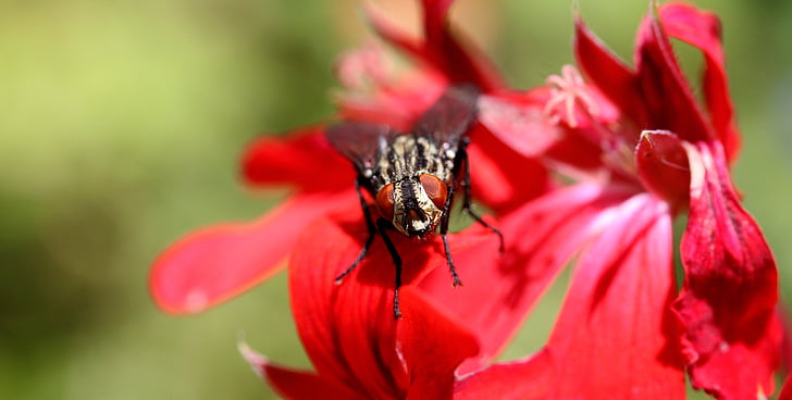 Fly, makro, hmyz, hlava, květ, zvířecí motivy, jedno zvíře