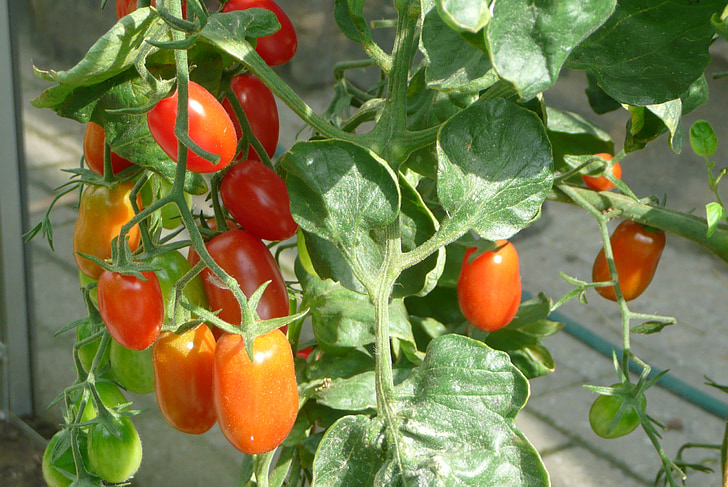 tomate, Vita de vie-maturate cu pastă de roşii, proaspete