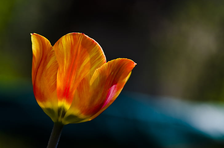 Tulip, primavera, naranja, amarillo, rojo, flor de primavera, cerrar