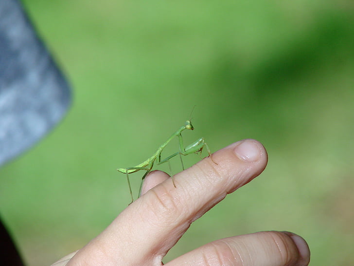 Mantis, insectos, verde, dedo, mano, curiosidad, bebé