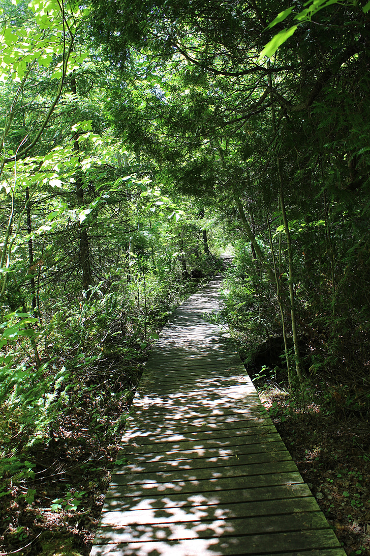 Wald, Trail, Blumentopf-Insel, Georgian bay, Ontario, Natur, Baum