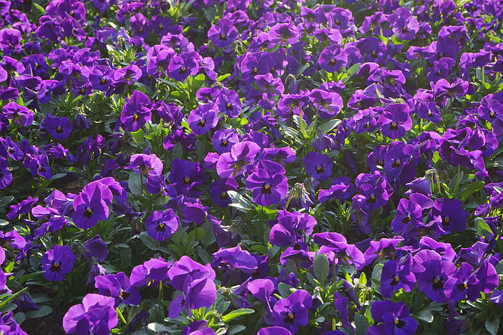 Pansy, fleurs, blütenmeer, Viola wittrockiana, violet, Purple, plantes fleuries