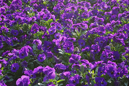 Pansy, kvety, blütenmeer, Viola wittrockiana, Violet, fialová, kvety rastliny