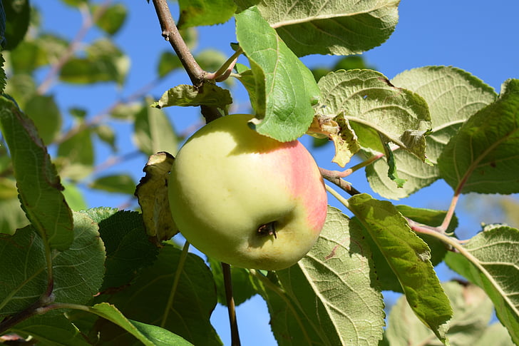 Apple, musim gugur, Taman, buah, hijau, buah-buahan, pohon