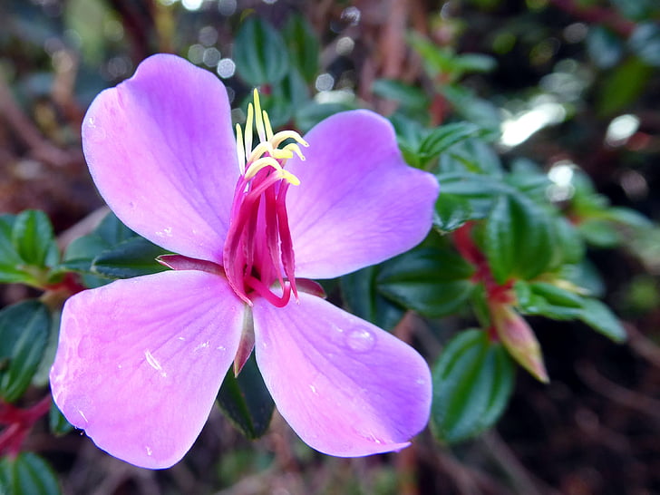 Blume, violett, gelb, Costa Rica, Natur, Rosa