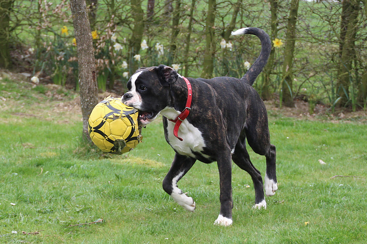 anjing, petinju, hitam dan putih, hewan peliharaan, menjalankan, menjalankan dengan bola, bola di mulut