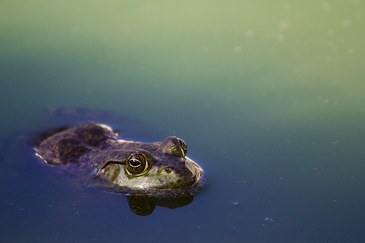 amphibian, animal, animal photography, close-up, colorful, colourful, eyes