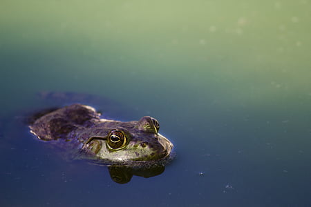 amphibian, animal, animal photography, close-up, colorful, colourful, eyes