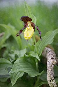 frauenschuh, yellow lady slipper, orchid, blossom, bloom, plant, flower