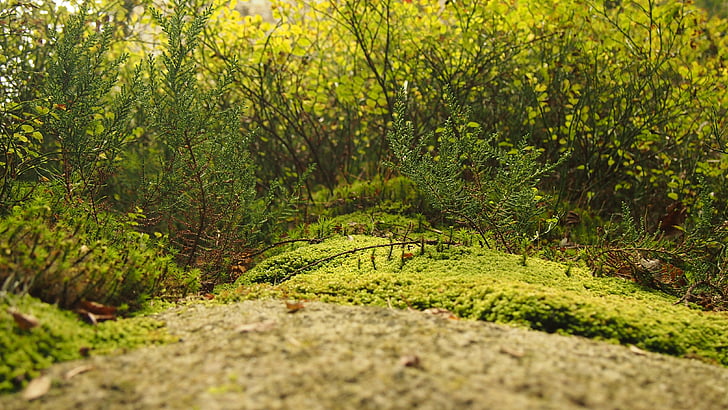 photography, forest, trees, green, nature, grass, no people