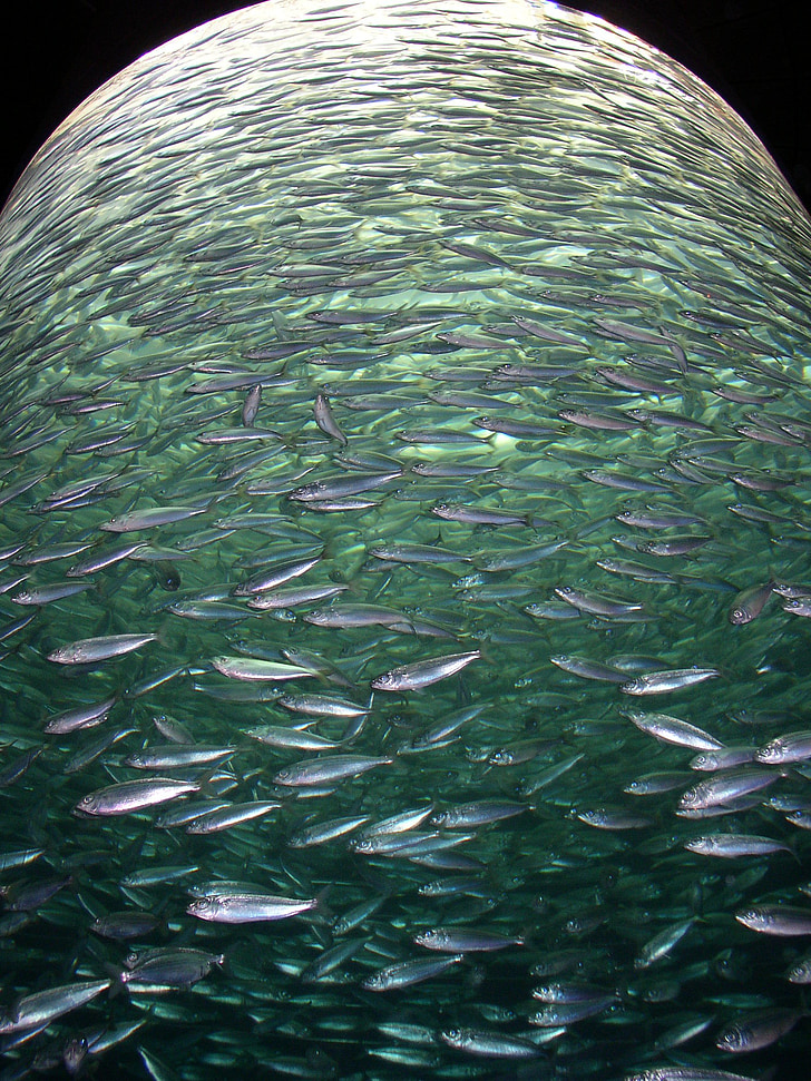 fishes, shoal, many, multitude, mackerel, marine, water