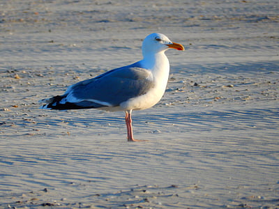 bird, seagull, beach, north sea, creature, seevogel, animal