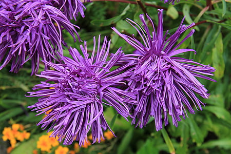 purple, cluster, flowers, closeup, photography, Rays, Aster