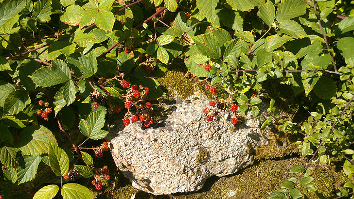BlackBerry, bogyó, cserjék, svéd bogyós gyümölcsök, természet, szőlő, szőlő