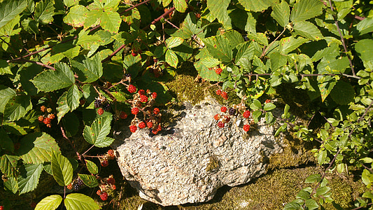 BlackBerry, Berry, arbustos de, bayas de suecas, naturaleza, vid, uva