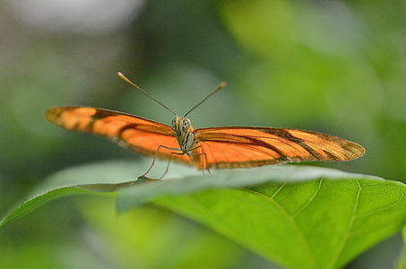 Dryas julia, Julia longwin, fjäril, insekt, Orange, bugg, naturen