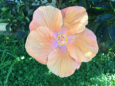 Hibiscus, Hoa, Úc, nở hoa, nhiệt đới, màu hồng, Blossom