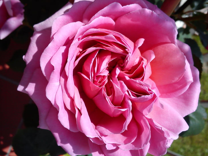 stieg, Blüte, Bloom, Rosa, englische rose, Blume, Natur