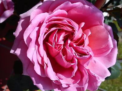 naik, Blossom, mekar, merah muda, rose Inggris, bunga, alam