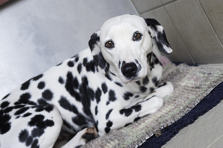 8 Things to know about the Dalmatian Dog breed