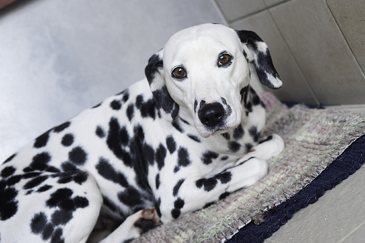 dálmatas, cão, manchas