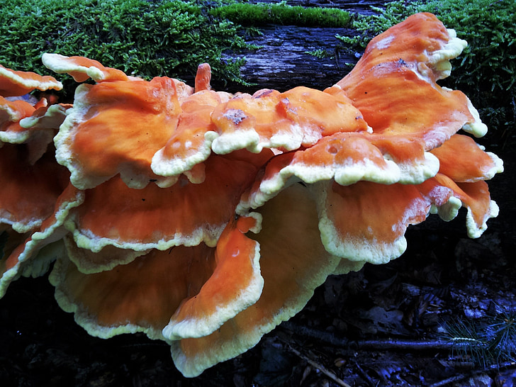 tree fungus, sponge mushroom, coral fungus, unusual, rarely, rarity, exceptional