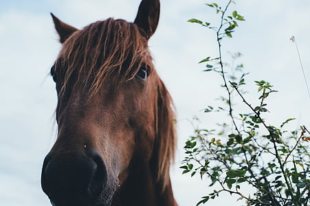 animal, close-up, head, horse, leaves, looking, mammal