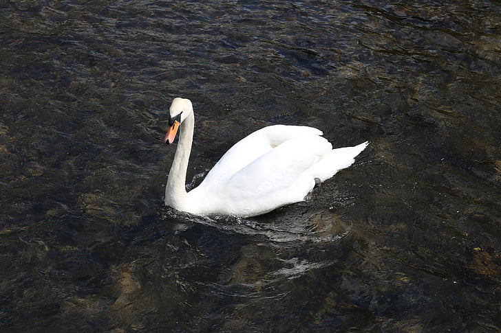 Swan, vatten, fågel, djur, Bakewell, sjön, England