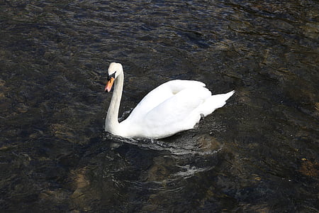labud, vode, ptica, životinja, Bakewell, jezero, Engleska
