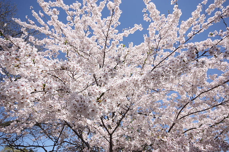 cseresznye, Blossom, park elrejtése, virágok, japán, lombozat, kert